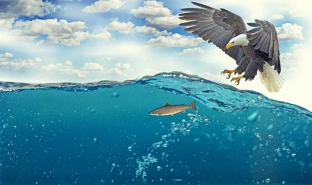 MOWI Aktienanalyse - die ehemalige Marine Harvest auf dem Prüfstand